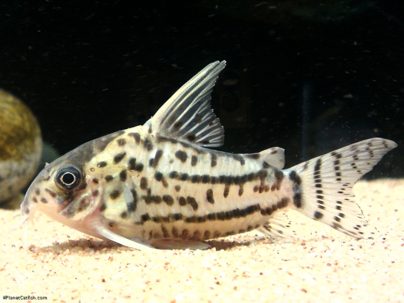 Hoplisoma sp. (Cw028)