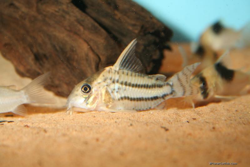 Hoplisoma sp. (Cw028)