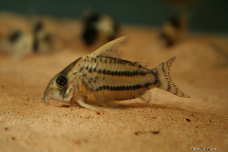Hoplisoma sp. (Cw028)