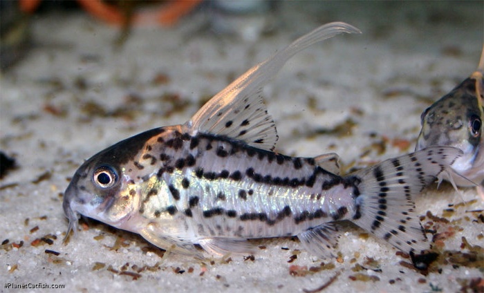 Hoplisoma sp. (Cw028)