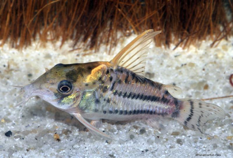 Hoplisoma sp. (Cw028)
