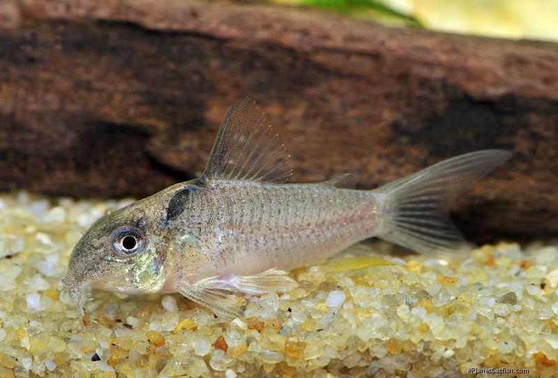 Hoplisoma sp. (Cw030)