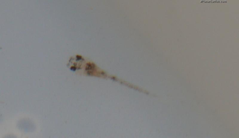 Hoplisoma sp. (Cw037)