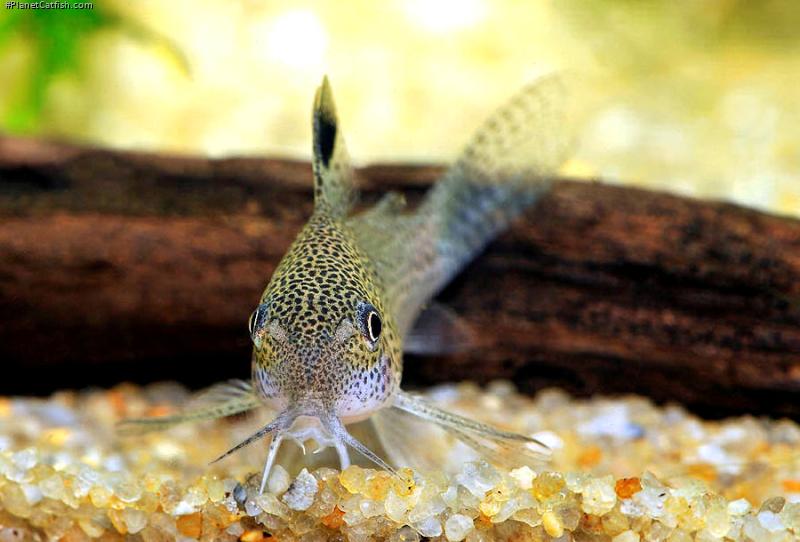 Hoplisoma sp. (Cw037)