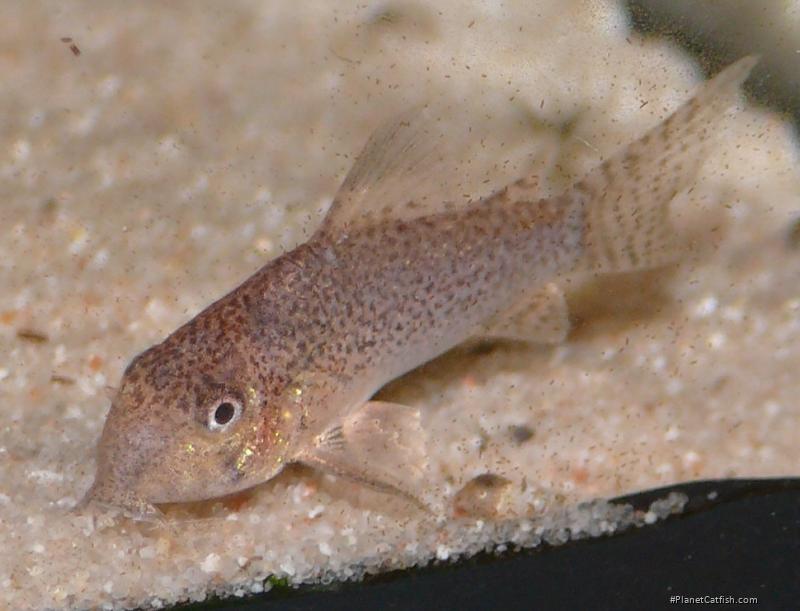 Hoplisoma sp. (Cw037)