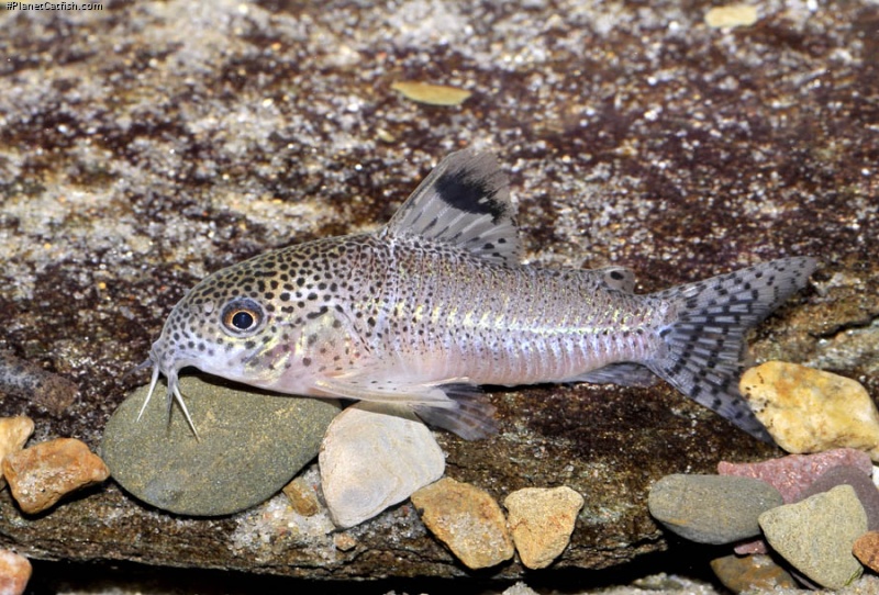 Hoplisoma sp. (Cw037)