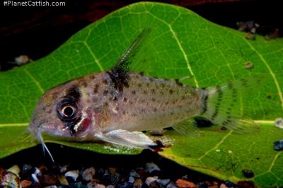 Hoplisoma sp. (Cw046)