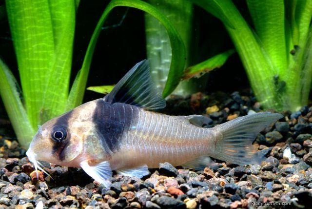 Hoplisoma sp. (Cw049)