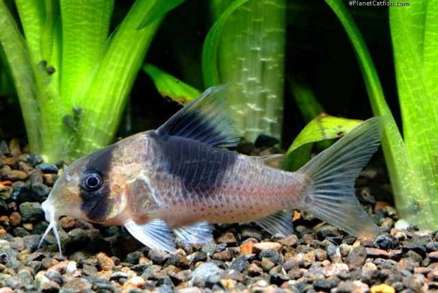 Hoplisoma sp. (Cw051)