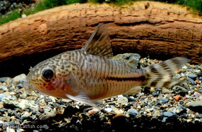 Hoplisoma sp. (Cw062)