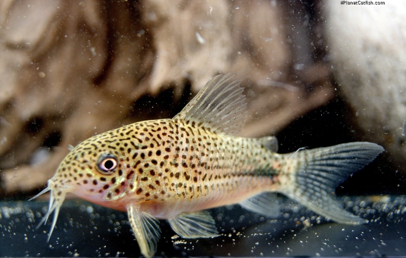 Hoplisoma sp. (Cw063)