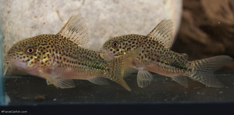Hoplisoma sp. (Cw063)