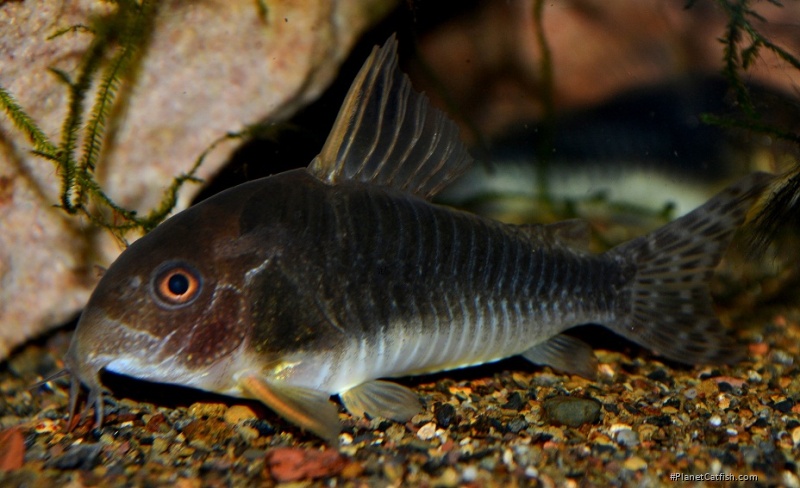 Hoplisoma sp. (Cw069)