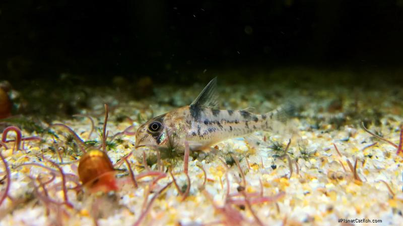 Hoplisoma sp. (Cw104)