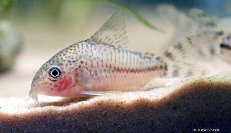 Hoplisoma sp. (Cw109)