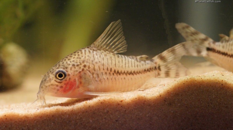 Hoplisoma sp. (Cw109)