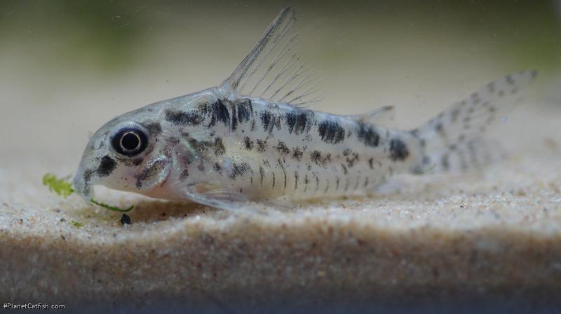 Hoplisoma sp. (Cw112)