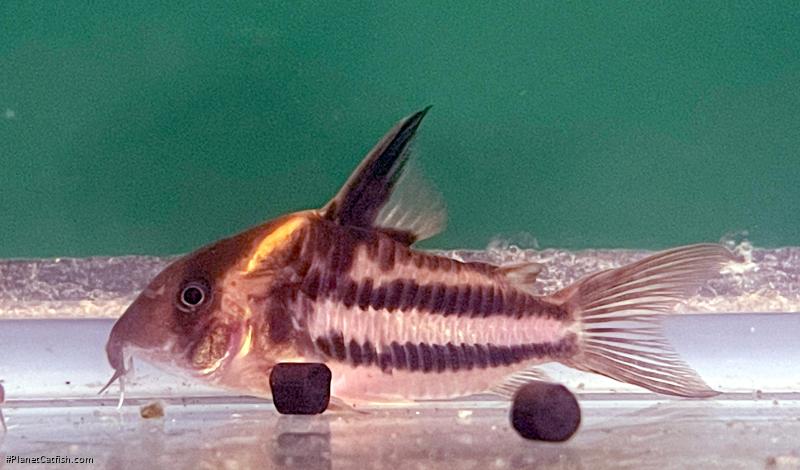 Hoplisoma sp. (Cw127)
