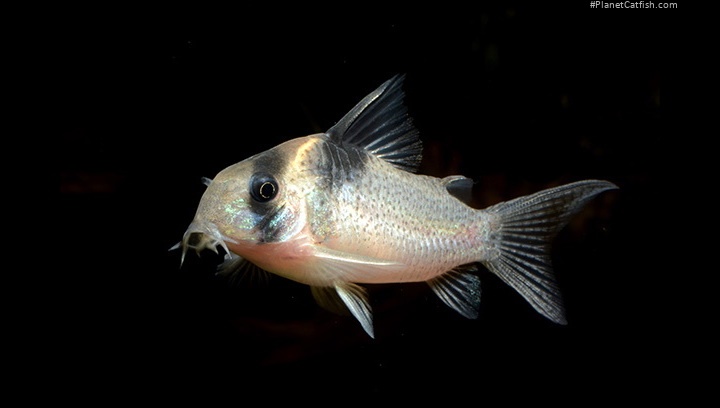 Hoplisoma sp. (Cw129)
