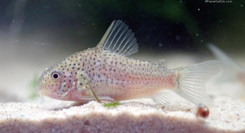 Hoplisoma sp. (Cw140)