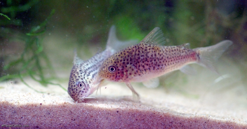 Hoplisoma sp. (Cw140)