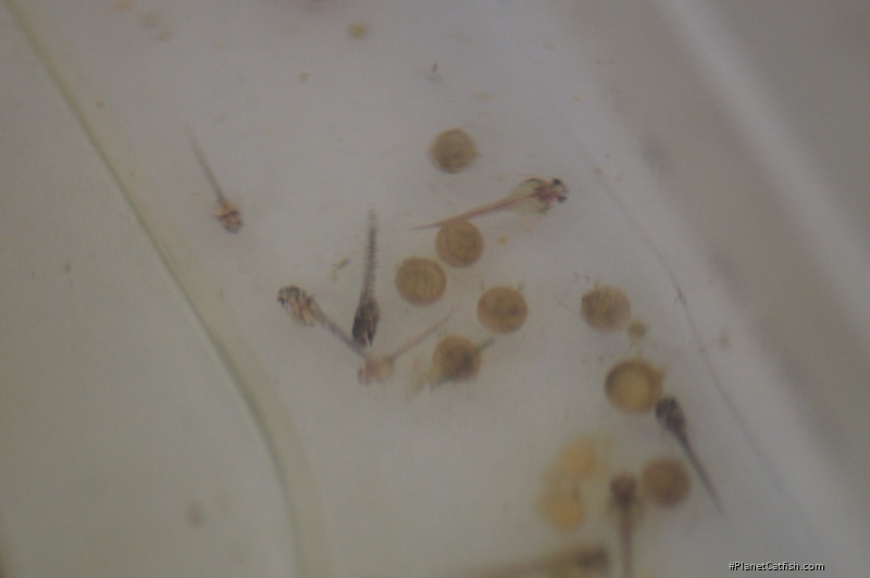 Hoplisoma sp. (Cw140)