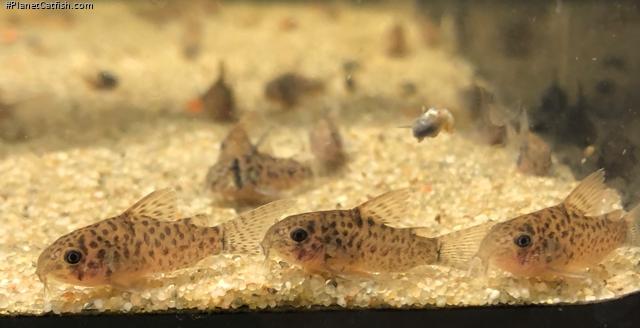Hoplisoma sp. (Cw140)
