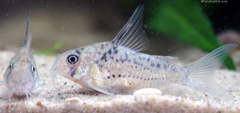 Hoplisoma sp. (Cw142)