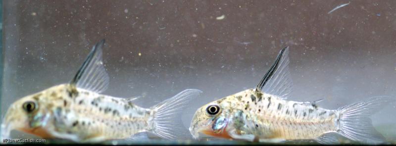 Hoplisoma sp. (Cw142)