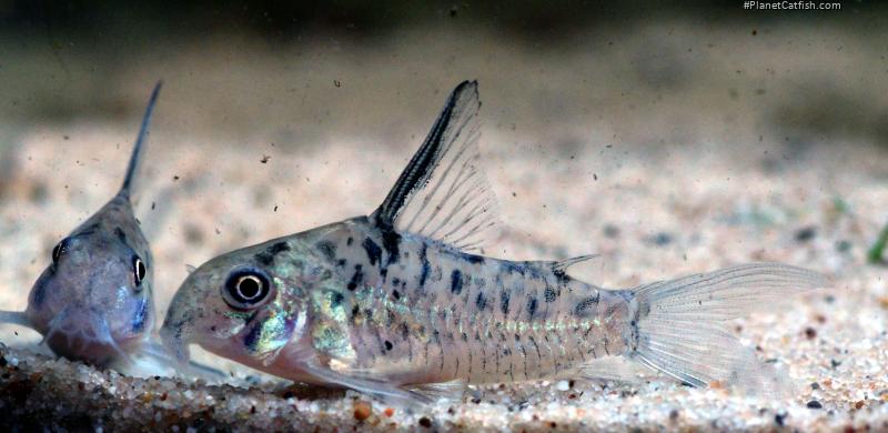 Hoplisoma sp. (Cw142)