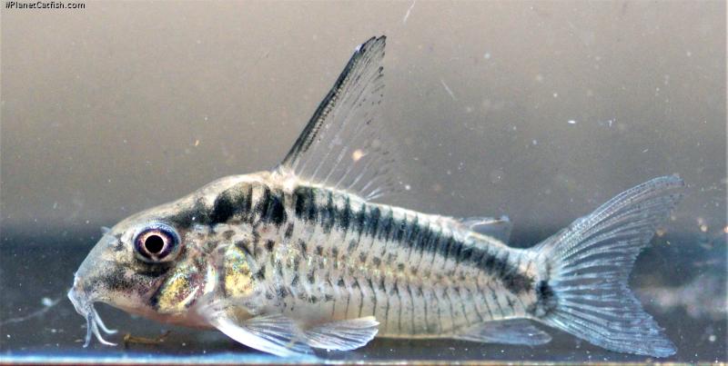 Hoplisoma sp. (Cw159)