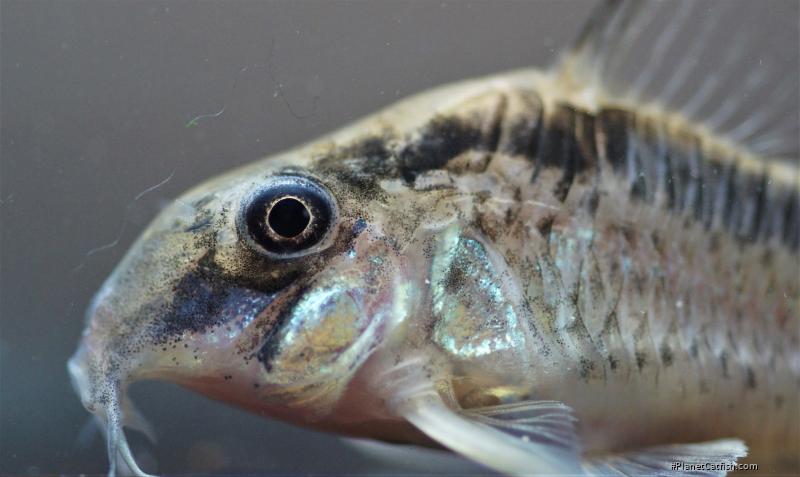 Hoplisoma sp. (Cw159)