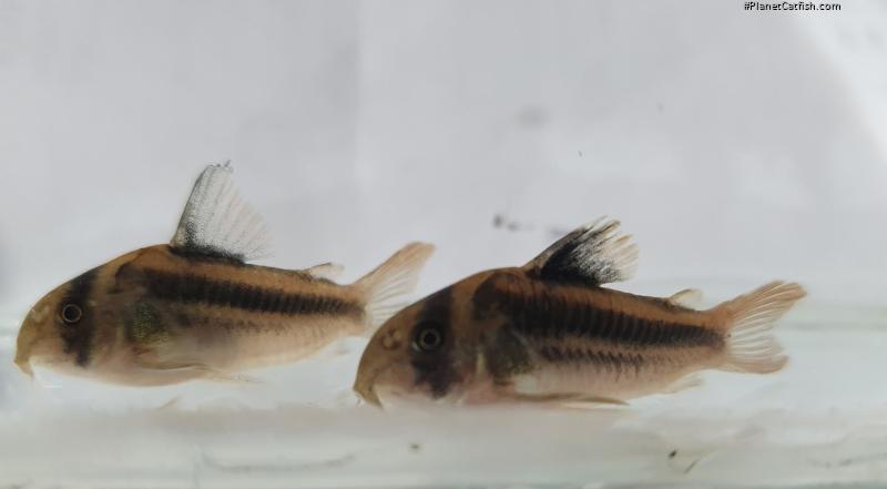 Hoplisoma sp. (Cw169)