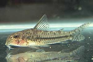 Hoplisoma sp. `CRYSTAL AZURE`