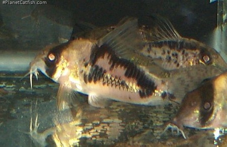 Hoplisoma sp. hybrid(2)