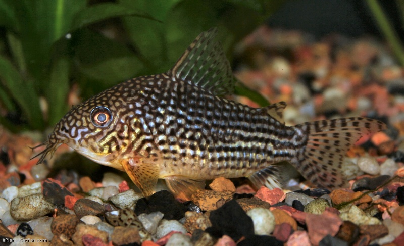 Hoplisoma sterbai