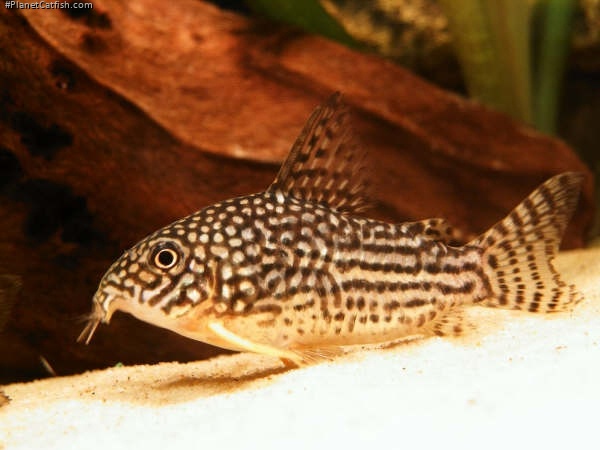 Hoplisoma sterbai