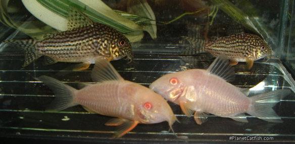 Hoplisoma sterbai