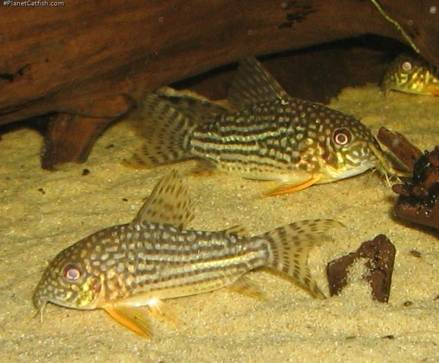 Hoplisoma sterbai