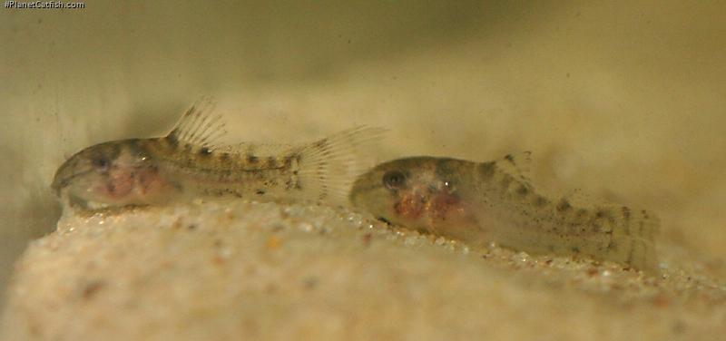 Hoplisoma sterbai