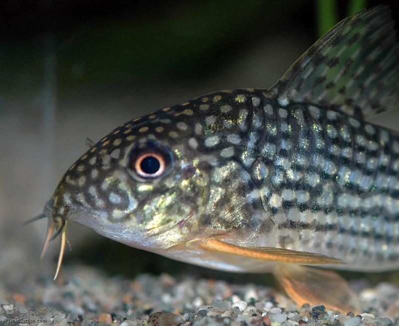 Hoplisoma sterbai