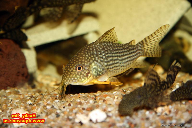 Hoplisoma sterbai
