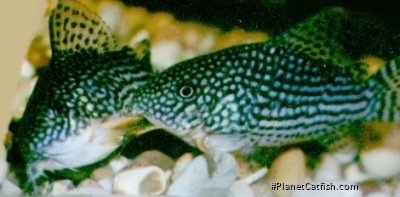 Hoplisoma sterbai