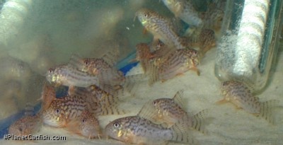 Hoplisoma sterbai