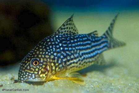 Hoplisoma sterbai