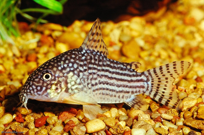 Hoplisoma sterbai