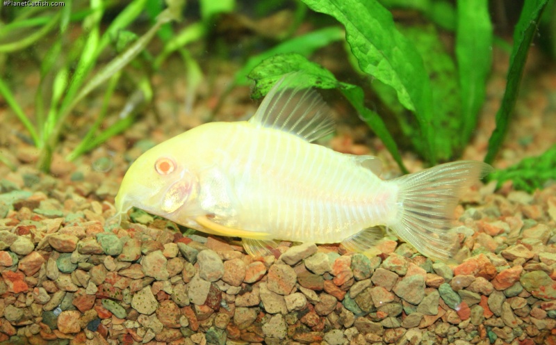 Hoplisoma sterbai