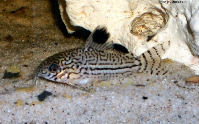 Hoplisoma trilineatum