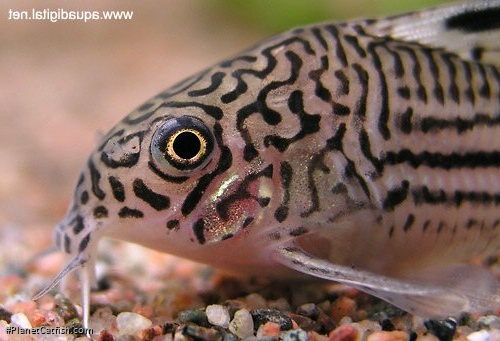 Hoplisoma trilineatum