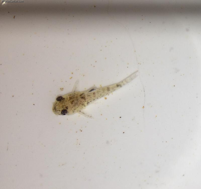 Hoplisoma trilineatum
